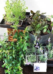 plants at the farmer's market