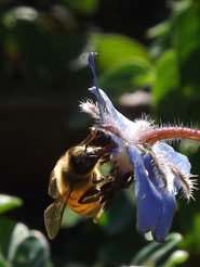 bee on borage flower