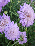 pink mist pincushion flower